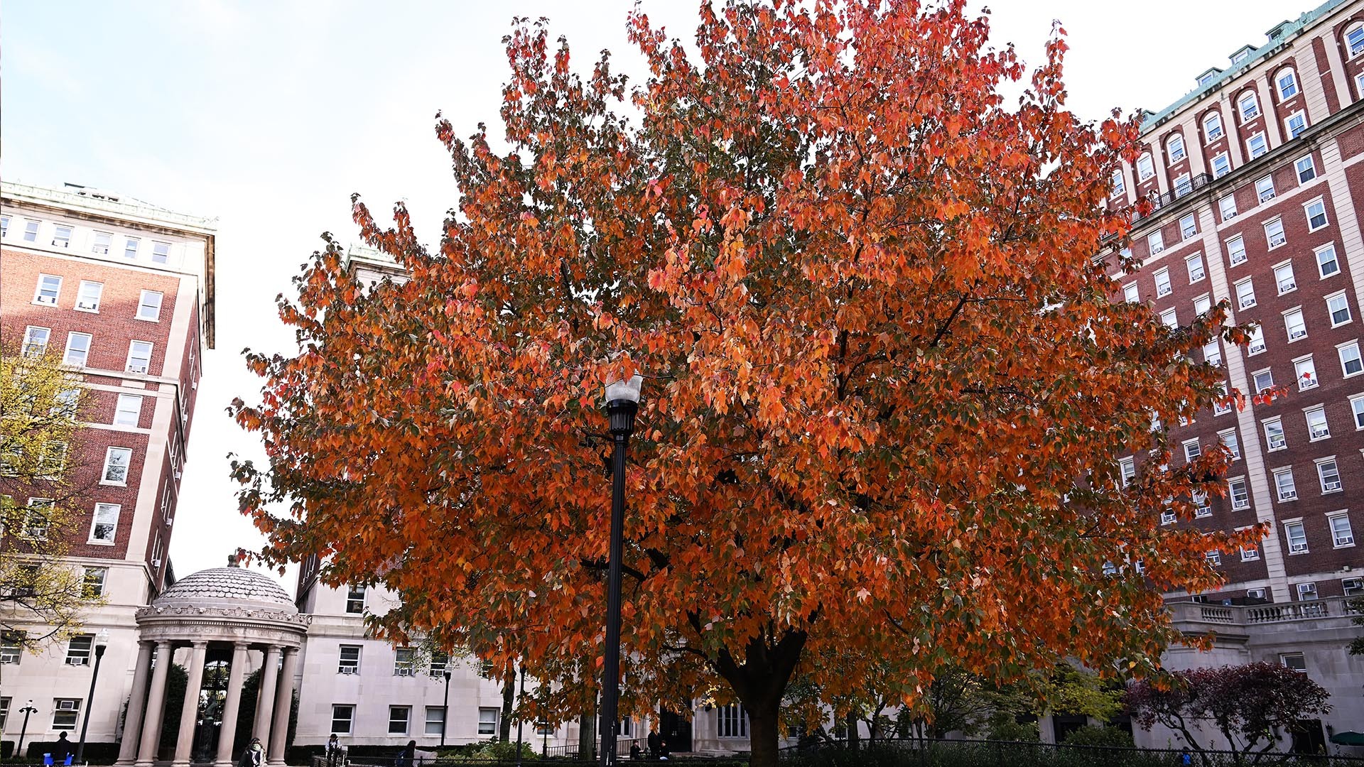 Fall foliage on Columbia campus, tree with reddish brown leaves